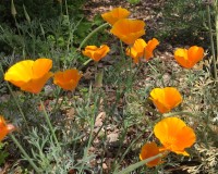 California Poppies