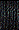 4067 Very Dark Holly